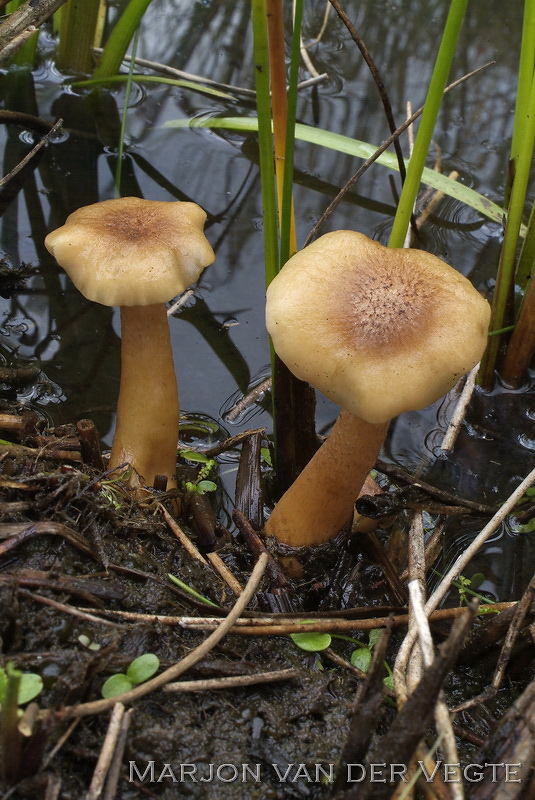 Moerashoningzwam - Armillaria ectypa